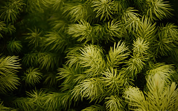 green spruce branches, spruce, forest, background with spruce branches, green needles, green natural background HD wallpaper