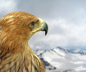 Just Watching, majestic, beak, golden eagle, snow, sky, mountains, eye HD wallpaper
