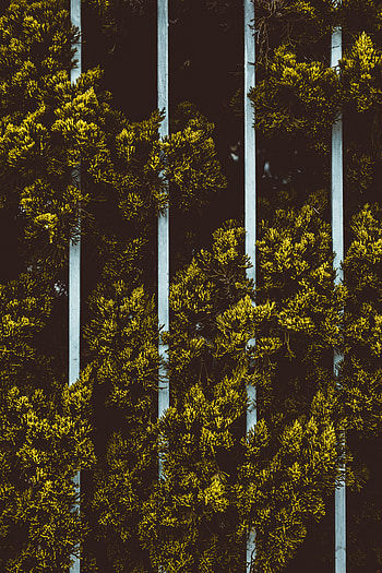 Nature, Leaves, Plant, Fence HD phone wallpaper