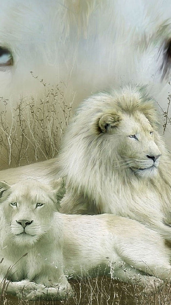 White Lion, Creative Painting HD phone wallpaper