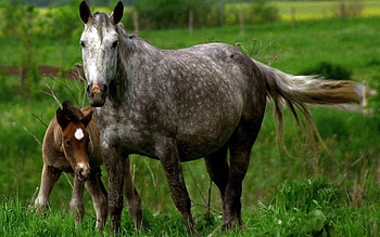 Animals, Grass, Young, Couple, Pair, Care, Joey, Horse, Stallion HD wallpaper