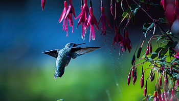 Hummingbird Wings Spread Frozen In Action, hummingbird, wings, animals HD wallpaper