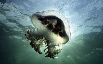 Animals, Jellyfish, Swimming, Shine, Light, Underwater, Submarine HD wallpaper