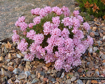 flower, nature, flowers, landscap HD wallpaper
