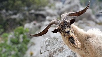 Funny goat, Hilarious antics, Laugh-out-loud moments, Amusing expressions HD wallpaper