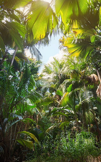 Mobile jungle , Jungle vibes on-the-go, Nature's wonders, Tropical bliss HD phone wallpaper