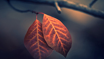 Leaves, Plant, Macro, Branch HD wallpaper
