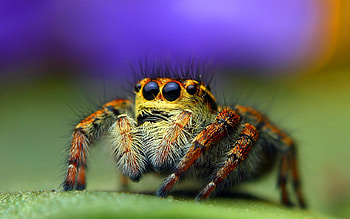 Spider, Insects HD wallpaper
