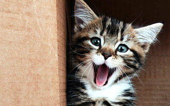 happy Sunday!, animal, cat, nature, kitty HD wallpaper