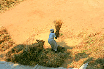 Agricultural activity in Kerala, agriculture, kerala, india, paddy, woman, rice HD wallpaper