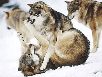 Animals, Wolfs, Predators, Fight HD wallpaper