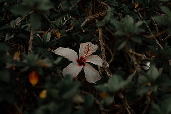 Flowers, Leaves, Flower, Branches, Hibiscus HD wallpaper