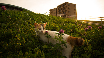 Animals, Flowers, Grass, Cat, Pet HD wallpaper