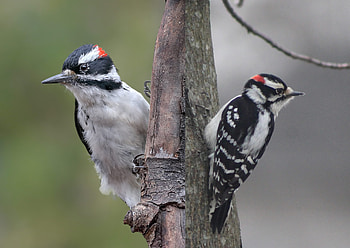 Hairy woodpecker, Special visitor, Audubon society, Birdwatching bliss HD wallpaper