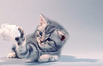 little bit, baby, cats, kitty, playful HD wallpaper