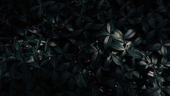 Dark plant leaves, , Backyard garden, Serene ambiance HD wallpaper