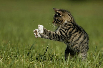 playing kitty, cats, playing, kitty, animals HD wallpaper