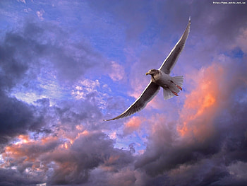 Animals, Birds, Sky HD wallpaper