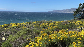 Point Dume Cove Trail overlooking Malibu beach, CA, spring, coast, wildflowers, sea, landscape, flowers, usa HD wallpaper