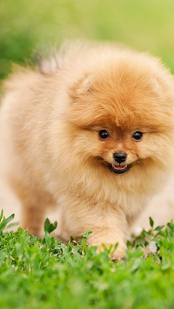 Pomeranian Dog, Adorable Golden Dog HD phone wallpaper