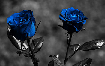 Flowers, Leaves, Rose Flower, Rose, Creative HD wallpaper