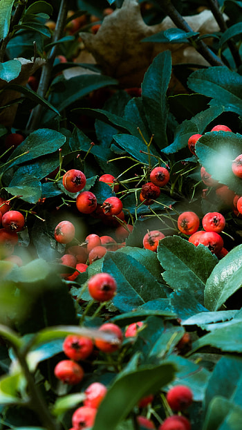 Hawthorn Berry Nature, Og05 Nature, Red Berry, Green Tree HD phone wallpaper