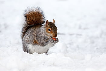 A focused shot of a squirrel nibbling on a nut in a snowy winter landscape. HD wallpaper