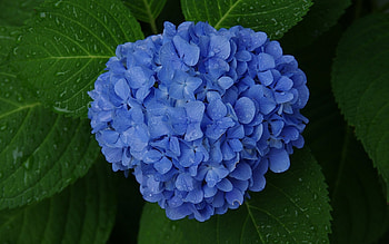 Hydrangea , background , Nature's beauty, Floral wonder HD wallpaper
