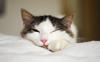 Animals, Cat, Muzzle, Dream, Sleep, Paw HD wallpaper