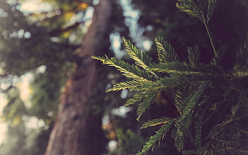 Nature, Plant, Branch, Shadow HD wallpaper