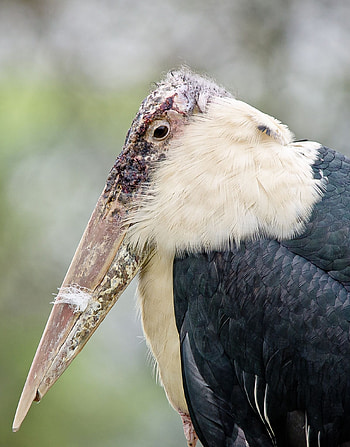 Marabou stork, Leptoptilos crumeniferus, Bird species, Animal planet HD phone wallpaper