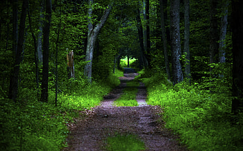 Nature, Trees, Road, Forest, Vegetation HD wallpaper