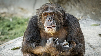 Chimpanzee, , High quality, Nature's treasures HD wallpaper
