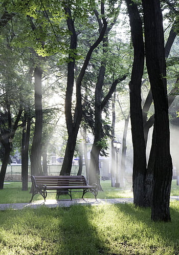 Sunlight streaming through trees creates a serene park atmosphere with an empty bench. HD phone wallpaper