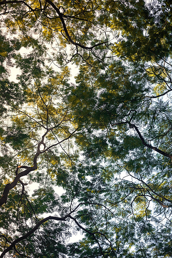 Nature, Trees, Sky, Plant, Branches HD phone wallpaper
