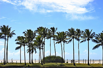 Palm trees, blue sky, coast, sunny day HD wallpaper