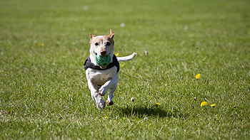 Dog running grass, stock , Grass dog, Running on grass HD wallpaper