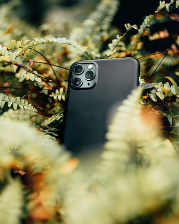 Close-up of a smart nestled in ferns, showcasing modern technology in an outdoor setting. HD phone wallpaper
