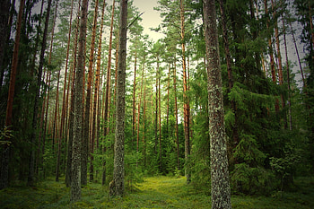 Nature, Pine, Forest, Silence, Trunks, Bark, Ate HD wallpaper