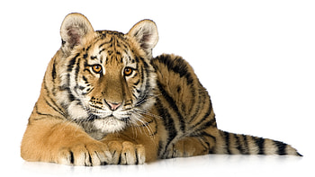 Just a Big Kitten, stripes, black, tiger, cat, orange HD wallpaper