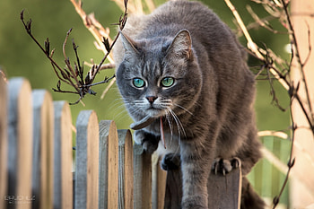 Animals, Cat, Muzzle, Branches, Fence HD wallpaper