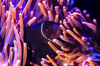 Animals, Water, Fish, Seaweed, Algae, Under Water, Underwater, Anemone HD wallpaper