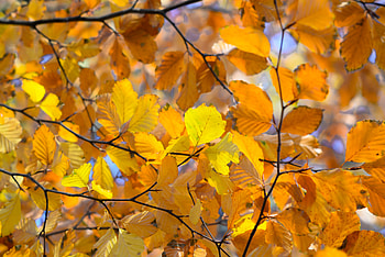 Nature, Autumn, Leaves, Close-Up, Branches HD wallpaper