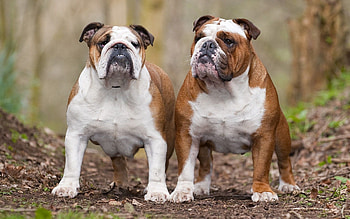 Animals, Dogs, Leaves, Couple, Pair, Thick, Fat, Bulldogs HD wallpaper
