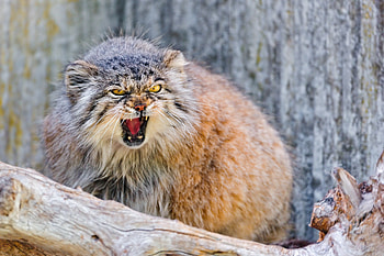 Manul, Animals, Cat, Aggression, Muzzle, Pallas' Cat HD wallpaper
