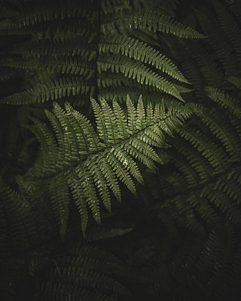Leaves, Bush, Macro, Fern, Branches HD phone wallpaper