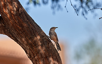 Animals, Bird, Wood, Tree, Bark, Thrush HD wallpaper