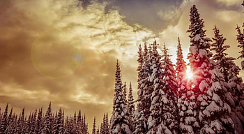 Winter Forest, winter, clouds, rays, rsun HD wallpaper