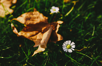 Grass, Flower, Macro, Blur, Smooth, Garden HD wallpaper
