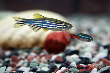 Zebra Fish, fish, zebra, water, aquarium HD wallpaper